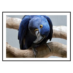 Постер в рамке "Синий попугай"