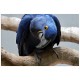 Комплект постерів "Синій папуга"