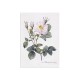 Комплект постерів "Botanical flowers"