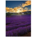 Постер "Provence France"