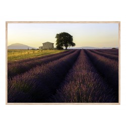 Постер в рамці "Provence France"